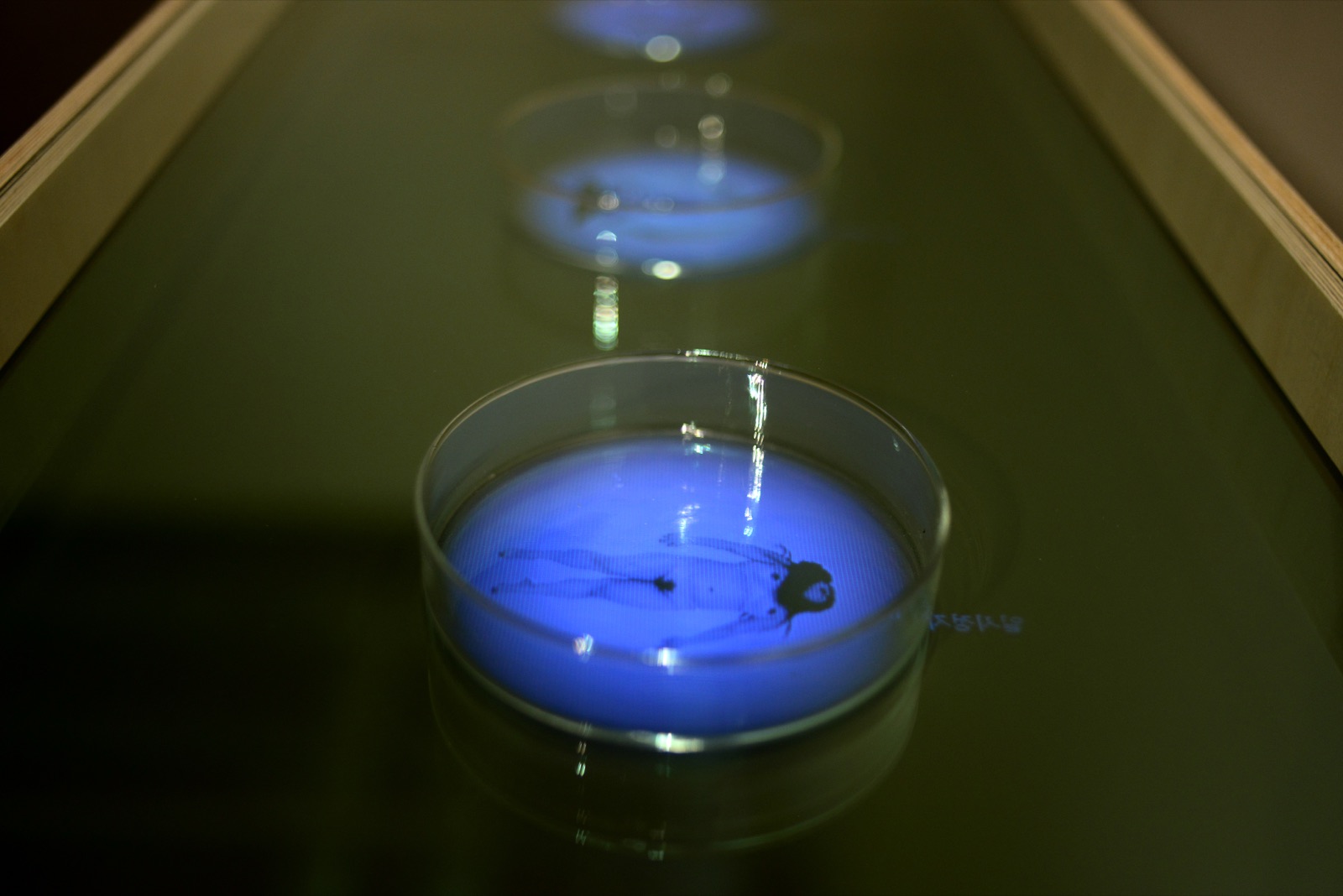 Cell culture dish